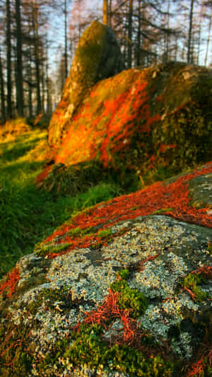 1440x2560 — 1280x720 วอลเปเปอร์