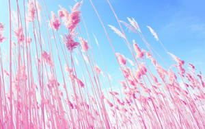 วอลเปเปอร์ทุ่งสีชมพูใต้ท้องฟ้าสีฟ้า