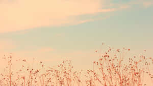 รังนกอบอุ่นในโทนสีพาสเทล — สีเบจ สุนทรียภาพ GIF วอลเปเปอร์