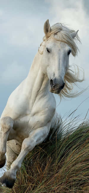 Beautiful Horse iPhone — เสี่ยวหมี่ 18 โปร วอลเปเปอร์