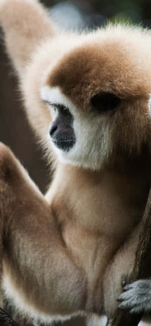 พื้นหลัง iPhone Xs Max Gibbon — iPhone 14 Plus วอลเปเปอร์