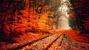 วอลเปเปอร์รางรถไฟสุดน่ารักในฤดูใบไม้ร่วง — น่ารักฤดูใบไม้ร่วง วอลเปเปอร์