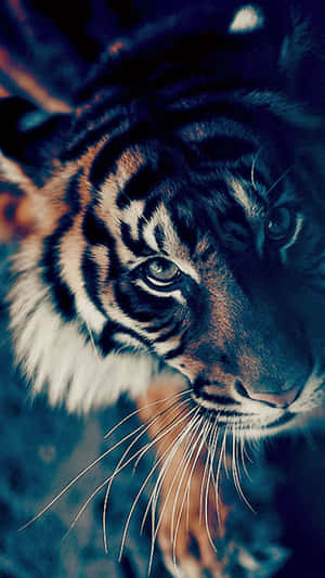 รูปเสือน้อยน่ารัก — เสือ วอลเปเปอร์