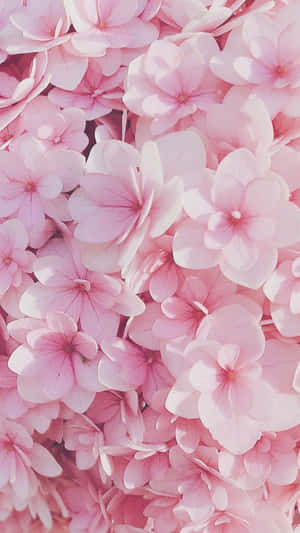 ดอกไม้สีชมพู