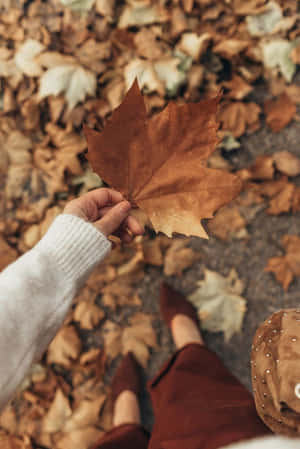 ภาพฤดูใบไม้ร่วงที่สวยงาม — สุนทรียภาพแห่งฤดูใบไม้ร่วง วอลเปเปอร์