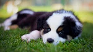 รูปภาพลูกหมาที่น่ารัก
