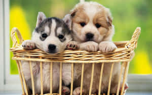 ลูกหมาที่น่ารักกำลังนอนเล่นบนพื้นหญ้า — น่ารัก สุนัข วอลเปเปอร์