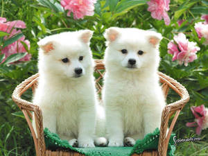 ลูกหมาสองตัวน่ารักบนเก้าอี้