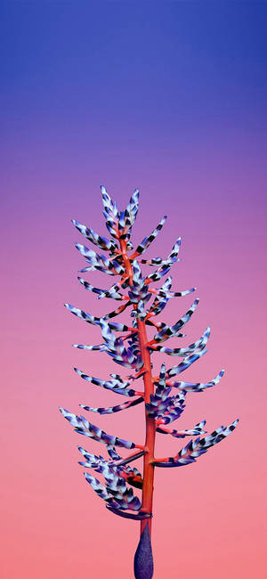 วอลเปเปอร์ Apple ดอกไม้ Aechmea — iPhone 17 Pro วอลเปเปอร์