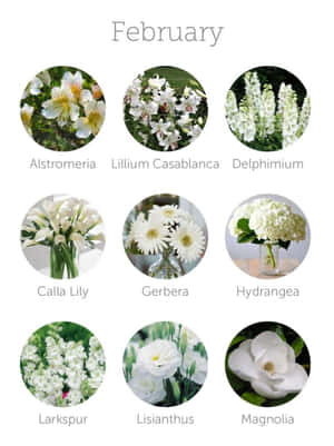 วอลเปเปอร์ iPhone กุมภาพันธ์ที่สวยงาม — Kindle วอลเปเปอร์