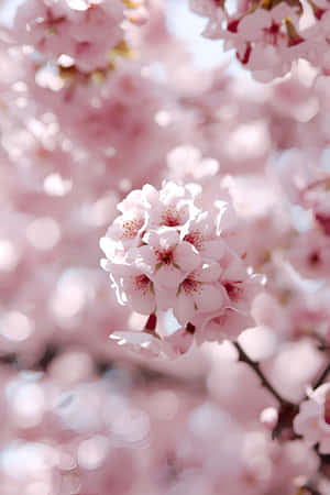 ซากุระ,กิ่งไม้,ดอกไม้ฤดูใบไม้ผลิ,ดอกไม้,ฤดูใบไม้ผลิ,ดอกไม้สีชมพู,ผลิบาน,ดอกซากุระ,ต้นไม้,กำลังบาน,พืช,สีชมพู,แสง,แสงแดด,กลีบดอกไม้,ธรรมชาติ