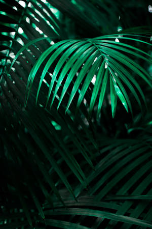 green linear leafed plant — iPhone Xr วอลเปเปอร์