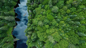 วอลเปเปอร์วิวป่าพร้อมภาพสะท้อนท้องฟ้า — ป่าทิวทัศน์ วอลเปเปอร์