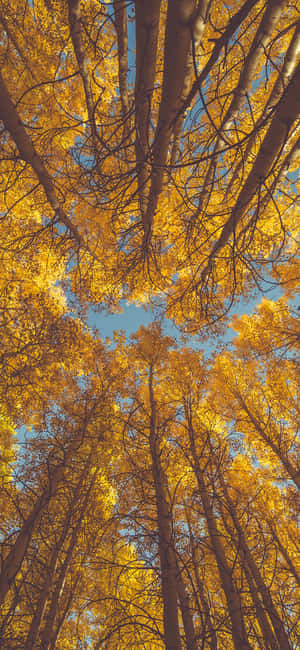 Trees iPhone — Redmi Note 15 Special วอลเปเปอร์