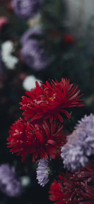 Iphone Flowers — iPhone 15 Pro Max วอลเปเปอร์