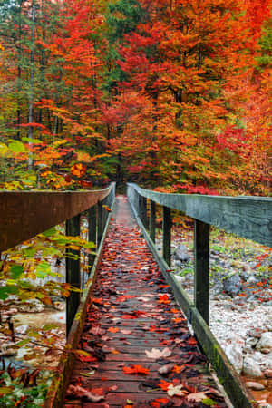 ภาพฤดูใบไม้ร่วงที่สวยงาม — สุนทรียภาพแห่งฤดูใบไม้ร่วง วอลเปเปอร์