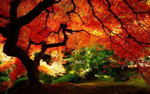 วอลเปเปอร์ฤดูใบไม้ร่วงของต้นส้มที่มีกิ่งก้านสวยงาม