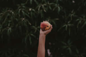 ภาพสไตล์สีเขียวเข้ม — เขียวเข้มสวยงาม วอลเปเปอร์