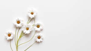 ภาพวอลเปเปอร์ Aesthetic White — สวยงามสีขาว วอลเปเปอร์