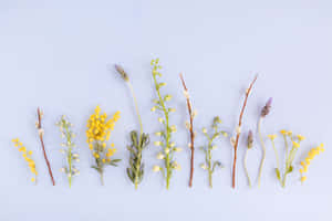 สีทองแห่งความงามของธรรมชาติ — สุนทรียภาพสีเหลือง วอลเปเปอร์