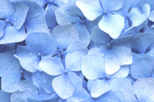 พื้นหลังสีฟ้าพาสเทล — พาสเทลบลู วอลเปเปอร์