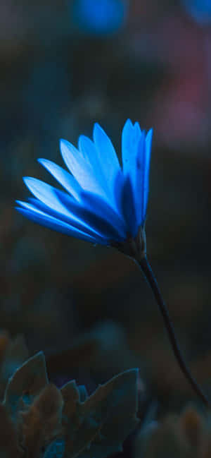Iphone Flowers — iPhone 16 วอลเปเปอร์