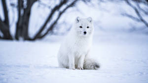 สุนัขจิ้งจอกอาร์กติกสไตล์ฤดูหนาว — ฤดูหนาวสวยงาม วอลเปเปอร์