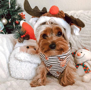 คริสต์มาสสไตล์พรีพพี — Preppy Christmas วอลเปเปอร์