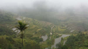 หมอกหนาทึบเหนือนาขั้นบันไดบานาเวในฟิลิปปินส์