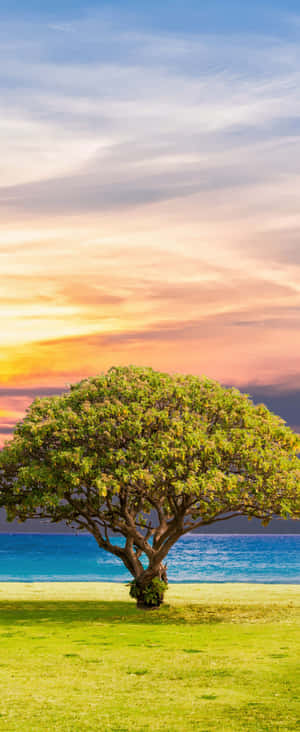 1080x2636 — มอโตโรลา เรเซอร์ อัลตรา 2026 วอลเปเปอร์