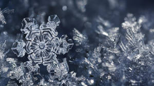 วอลเปเปอร์เกล็ดน้ำแข็งสวยงามท่ามกลางหิมะ — หิมะสวยงาม วอลเปเปอร์