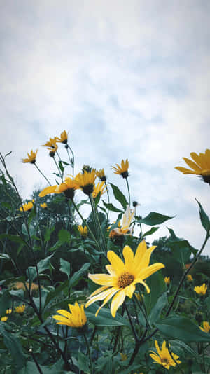 ภาพ iPhone สวยงาม