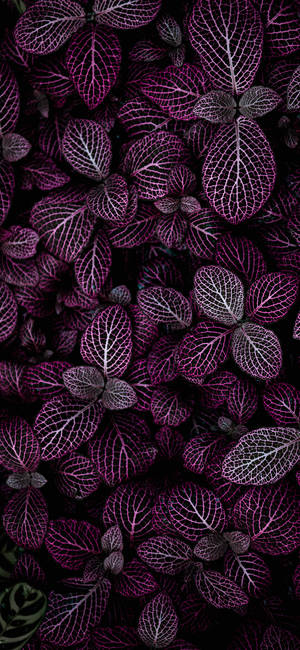 Plants iPhone — iPhone 18 Pro วอลเปเปอร์