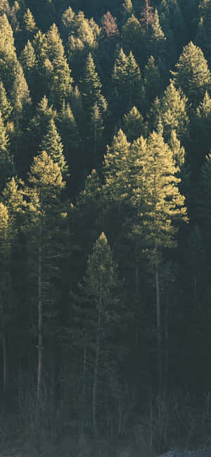 Trees Iphone — Redmi Note 17 วอลเปเปอร์