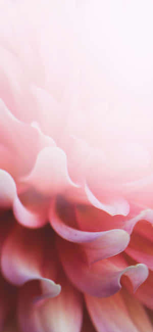 Light Pink Floral Iphone — เสี่ยวหมี่ 17 โปร วอลเปเปอร์