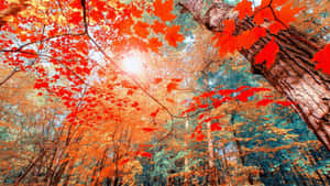 พื้นหลังฤดูใบไม้ร่วงสวยงาม — สุนทรียภาพแห่งฤดูใบไม้ร่วง วอลเปเปอร์