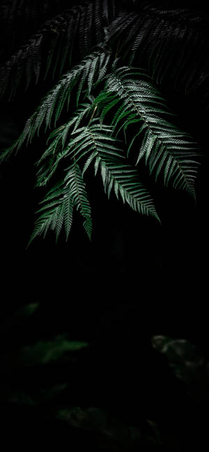 Plant Iphone — กาแล็กซี A27 วอลเปเปอร์