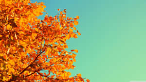 พื้นหลังฤดูใบไม้ร่วงสวยงาม — สุนทรียภาพแห่งฤดูใบไม้ร่วง วอลเปเปอร์