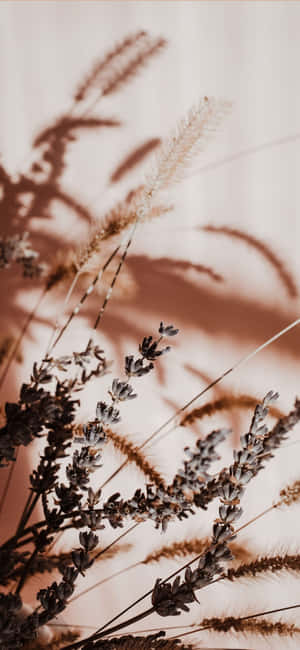 ภาพความงามโทนสีเบจ — สีเบจ สุนทรียภาพ GIF วอลเปเปอร์