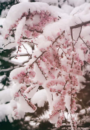 ภาพหิมะสวยงาม — หิมะสวยงาม วอลเปเปอร์