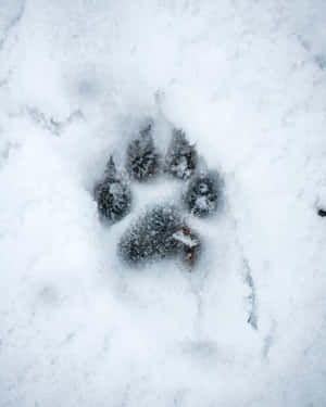 ภาพ Snow Aesthetic — หิมะสวยงาม วอลเปเปอร์