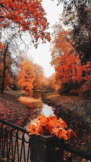 ภาพฤดูใบไม้ร่วงสวยงาม — สุนทรียภาพแห่งฤดูใบไม้ร่วง วอลเปเปอร์