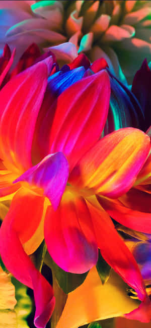 ดอกไม้สีรุ้ง Iphone — Galaxy S26 Ultra วอลเปเปอร์
