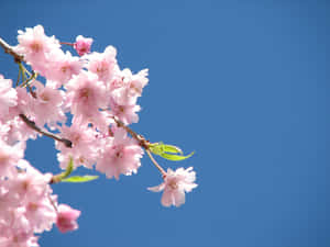 พื้นหลังดอกไม้สีชมพู