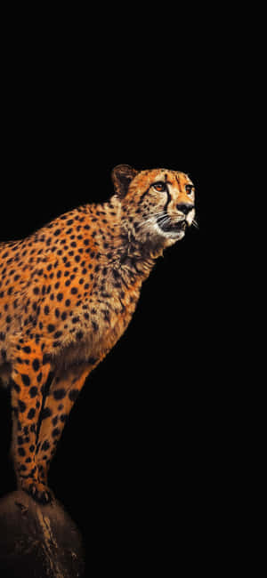 Cheetah Iphone — หัวเว่ย โนวา 15 วอลเปเปอร์