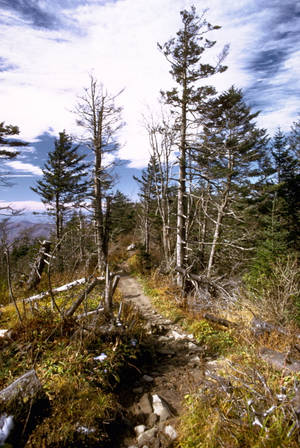 เส้นทางเดินป่าใน Smoky Mountains — หัวเว่ย เมทแพด 11.5 S (2025) วอลเปเปอร์