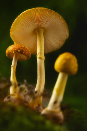เห็ดสีเหลืองสวยงาม — เห็ดสวยงาม วอลเปเปอร์