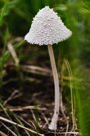 เห็ดหมึกหิมะสไตล์สวยงาม — เห็ดสวยงาม วอลเปเปอร์
