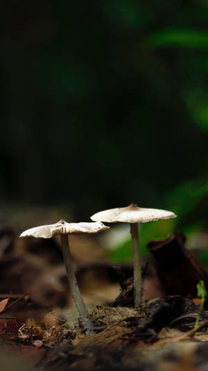 เห็ดโฟกัสเฉพาะจุดสวยงาม — เห็ดสวยงาม วอลเปเปอร์