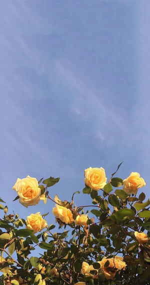 แคปชั่น: สีเหลืองสวยงาม - ความสมดุลที่ละเอียดอ่อน — สุนทรียภาพสีเหลือง วอลเปเปอร์